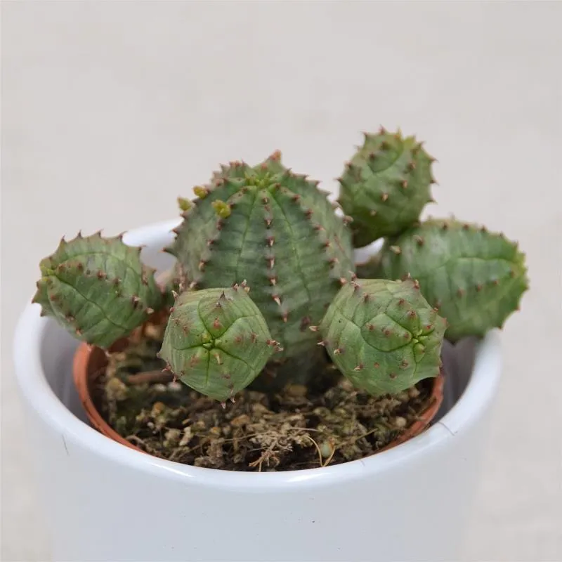 pasiora-euphorbia-obesa-monstruoza-kaktus-sukkulente-5-5cm image 1