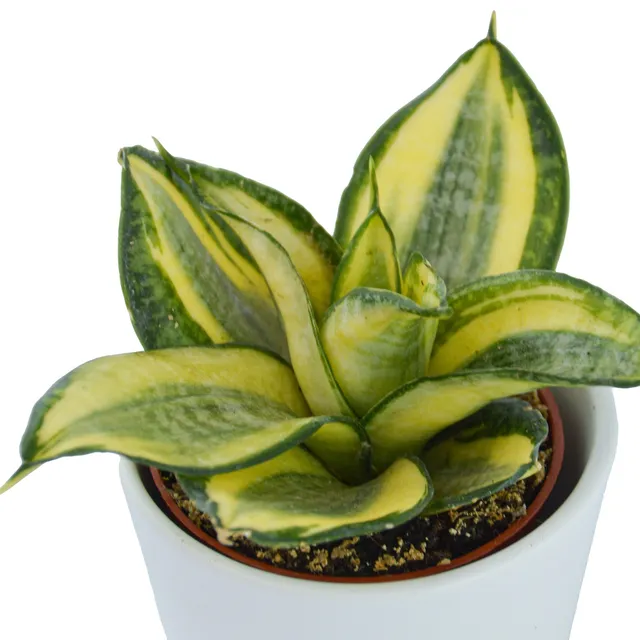 pasiora-sansevieria-trifasciata-golden-hahnii-6cm-topf image 1