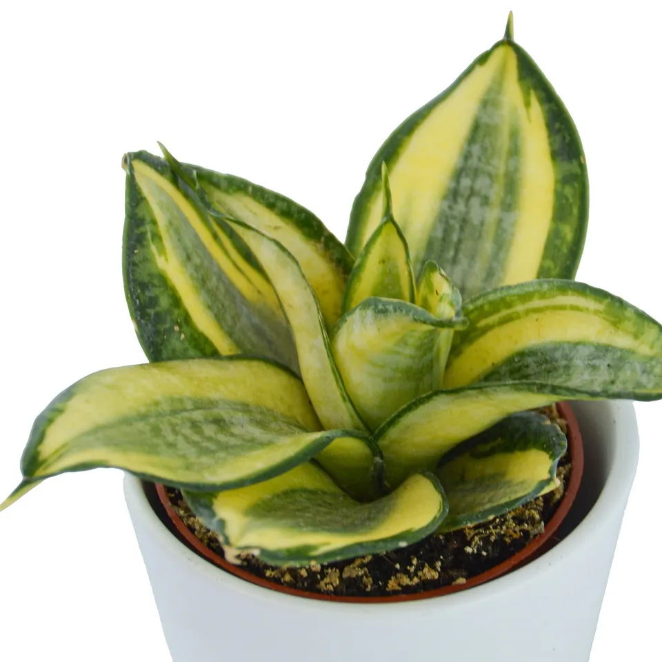 pasiora-sansevieria-trifasciata-golden-hahnii-6cm-topf image 1