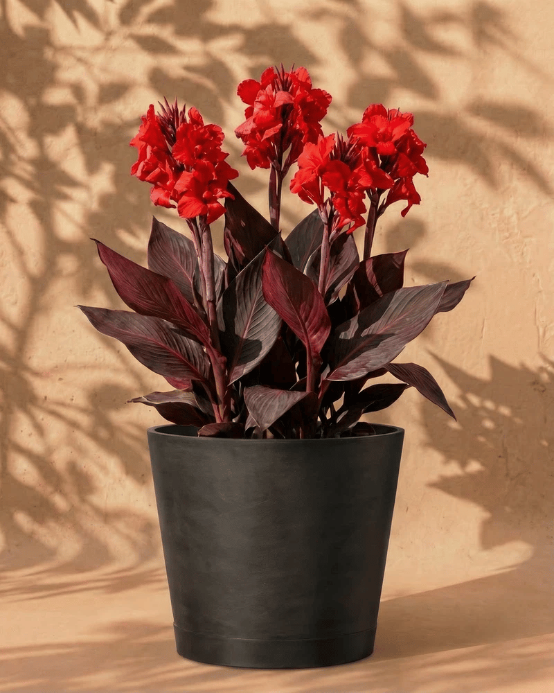 feey-canna-rot-blumenrohr-rhizome image 6