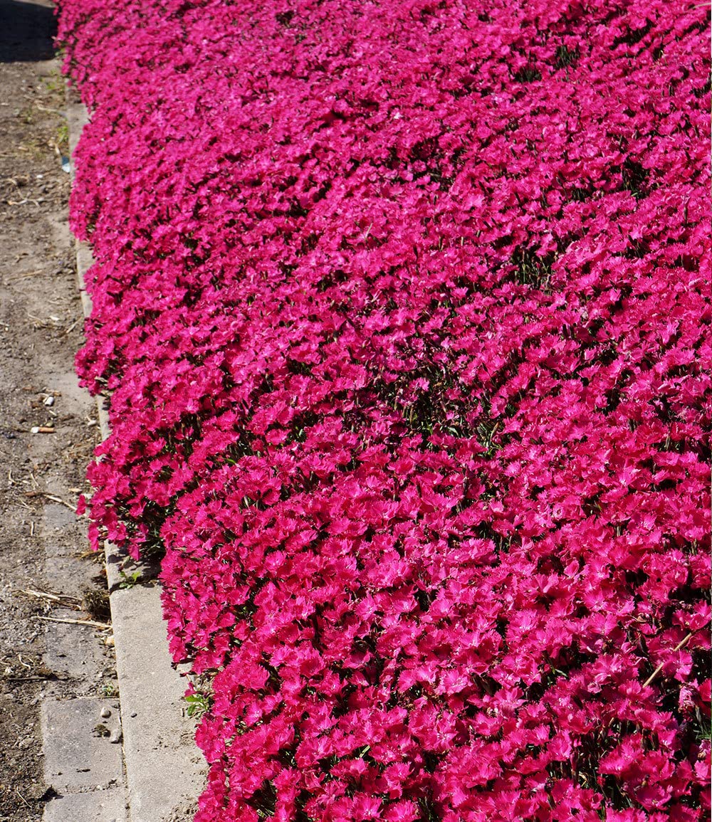 baldur-garten-bodendecker-nelke-vivid-3x-im-9x9-cm-topf image 6