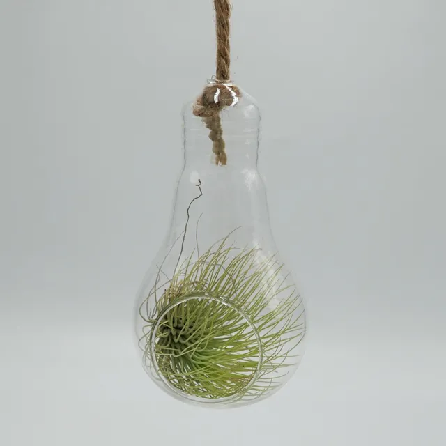 pasiora-birne-glasterrarium-f-r-tillandsien-sukkulenten image 1