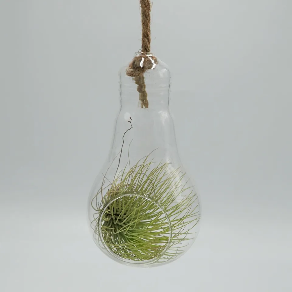pasiora-birne-glasterrarium-f-r-tillandsien-sukkulenten image 1