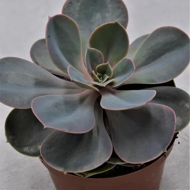 pasiora-echeveria-perle-von-n-rnberg-sukkulente-10-5cm image 1