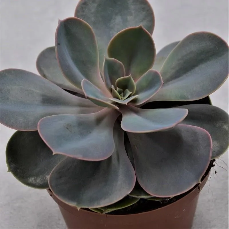 pasiora-echeveria-perle-von-n-rnberg-sukkulente-10-5cm image 1