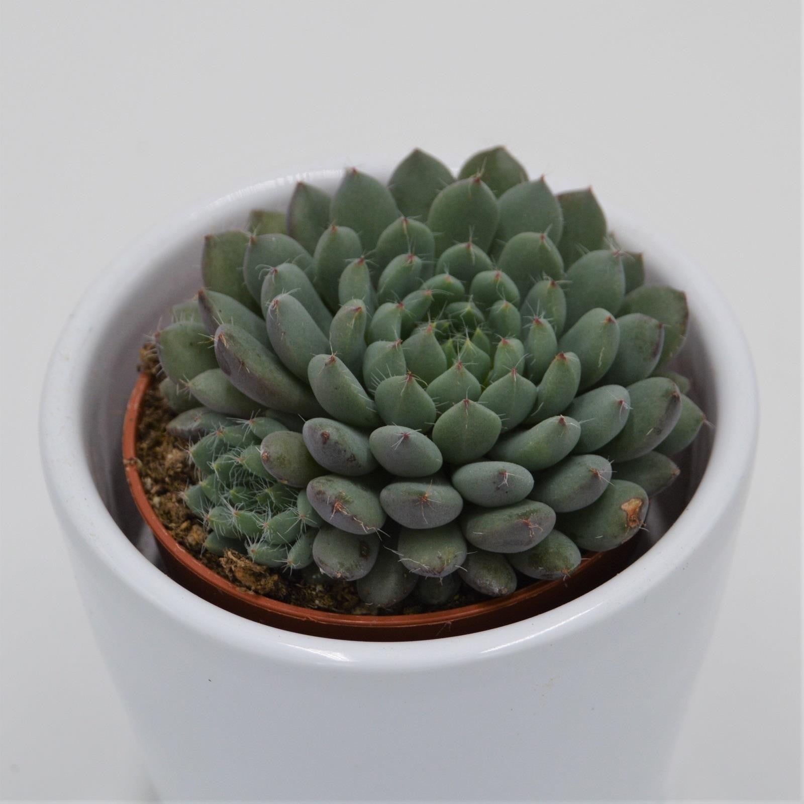 pasiora-echeveria-setosa-var-minor-sukkulente-5-5cm-topf image 4