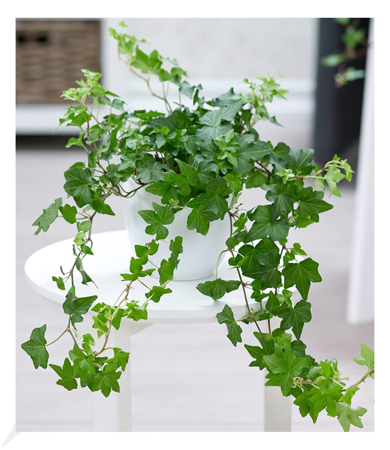 baldur-garten-efeu-zimmerpflanze-hedera-im-13-cm-topf image 1