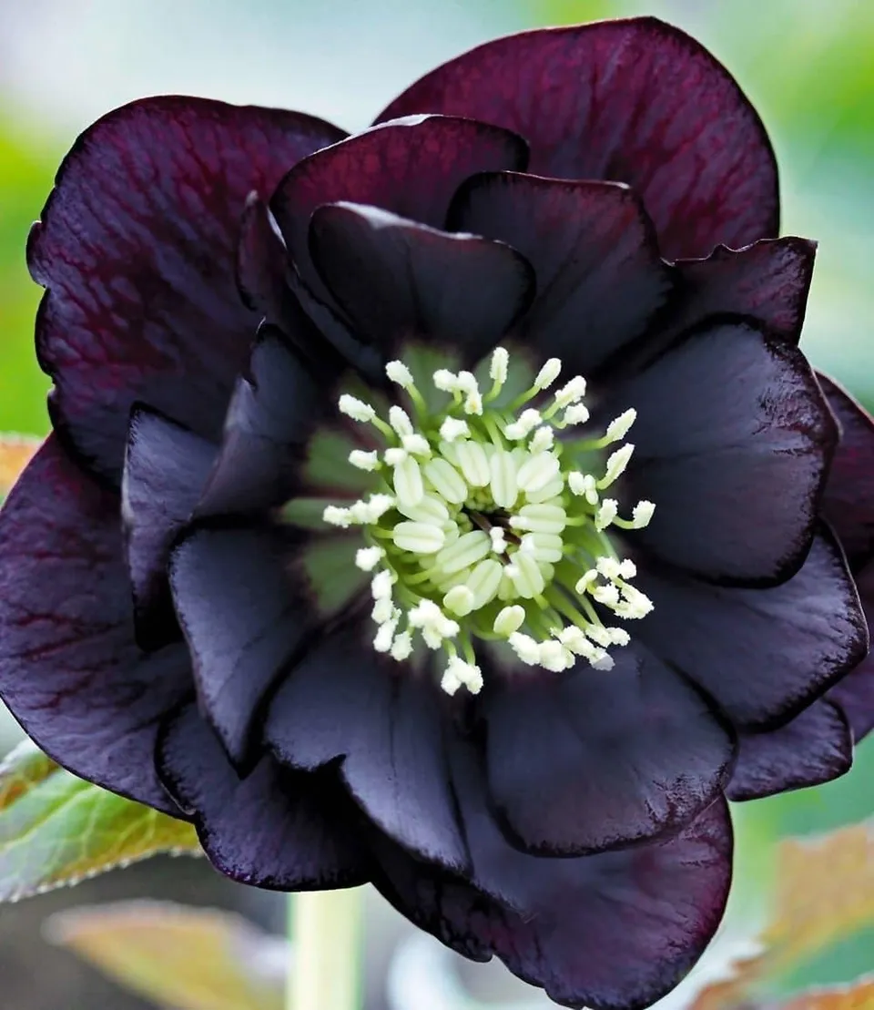 baldur-garten-gef-llte-christrose-black-swan-helleborus-im-9x9-cm-topf image 1