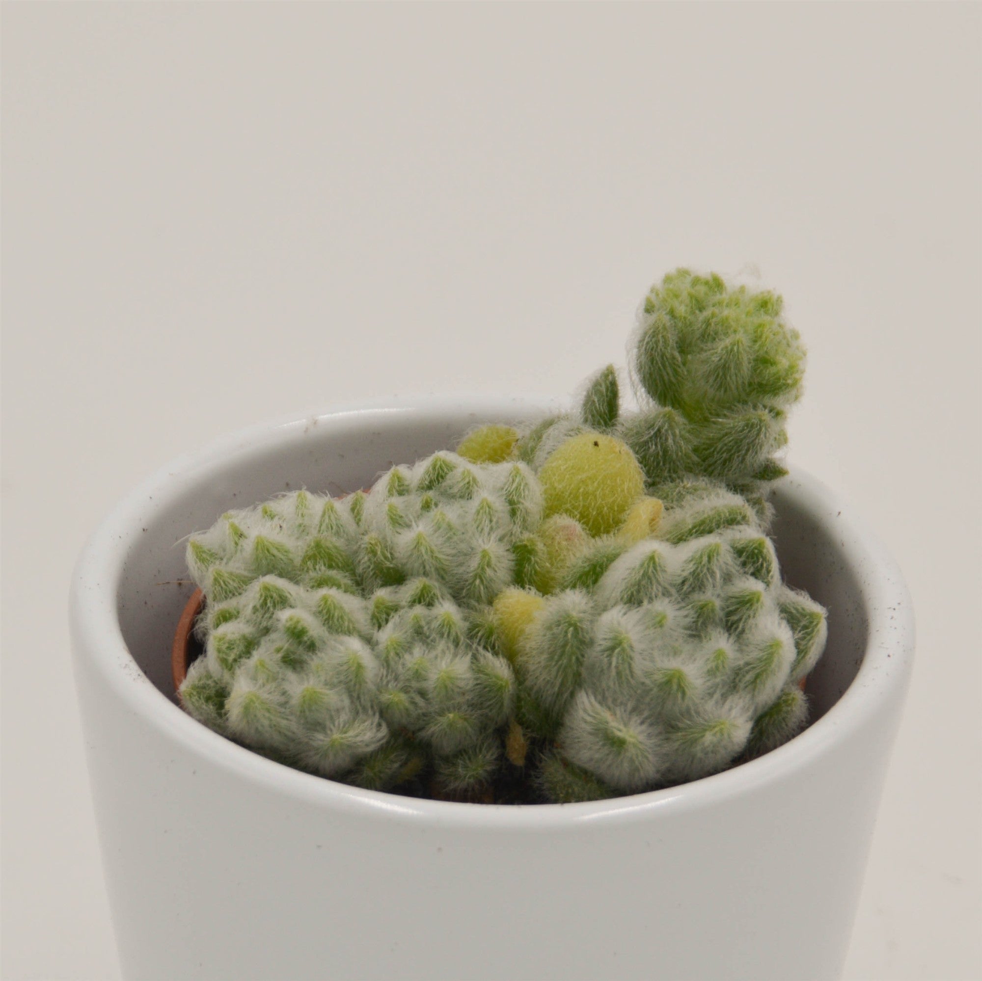 pasiora-sedum-mocinianum-sukkulente-5-5-cm-topf image 2