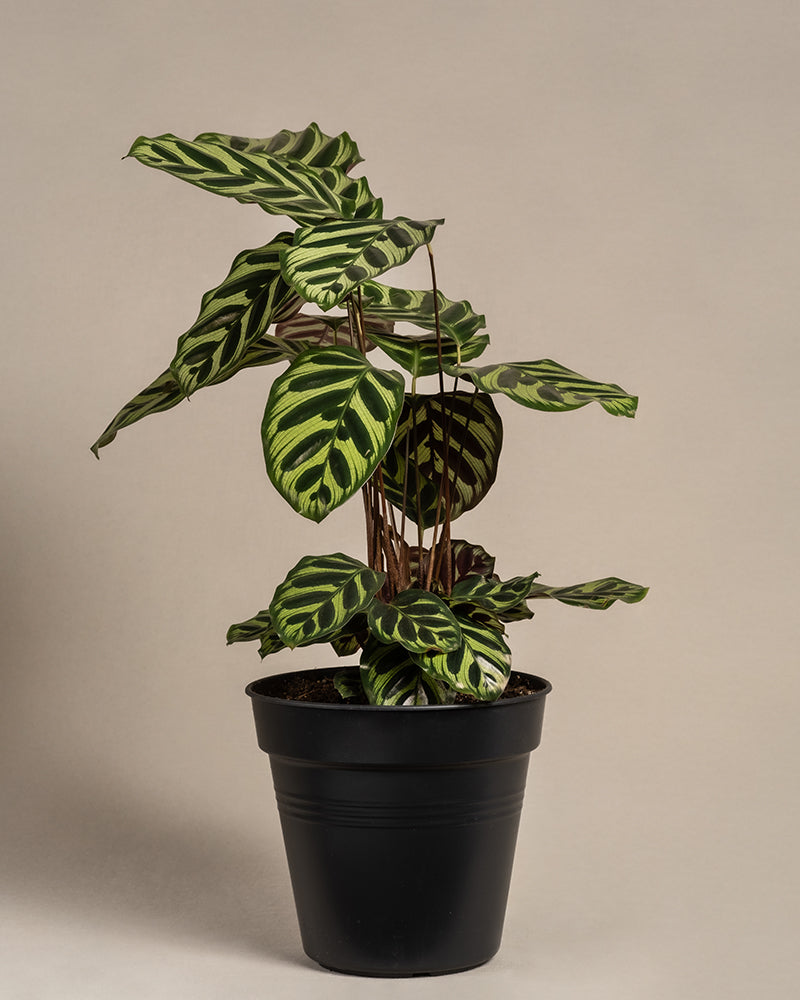 feey-pfauen-korbmarante-calathea-makoyana-zimmerpflanze-gro image 3