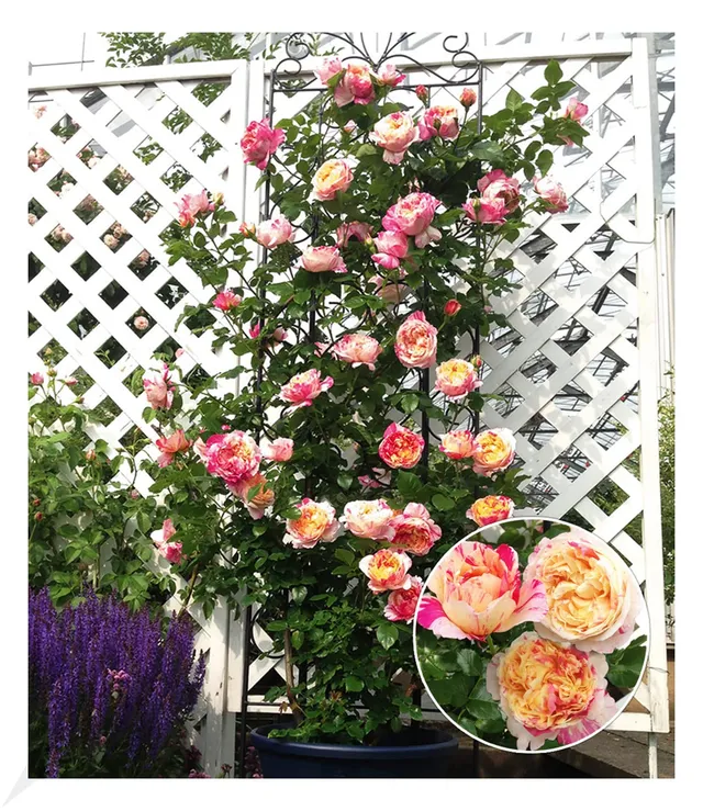 baldur-garten-kletter-rose-julie-andrieu-winterhart-wurzelnackt image 1