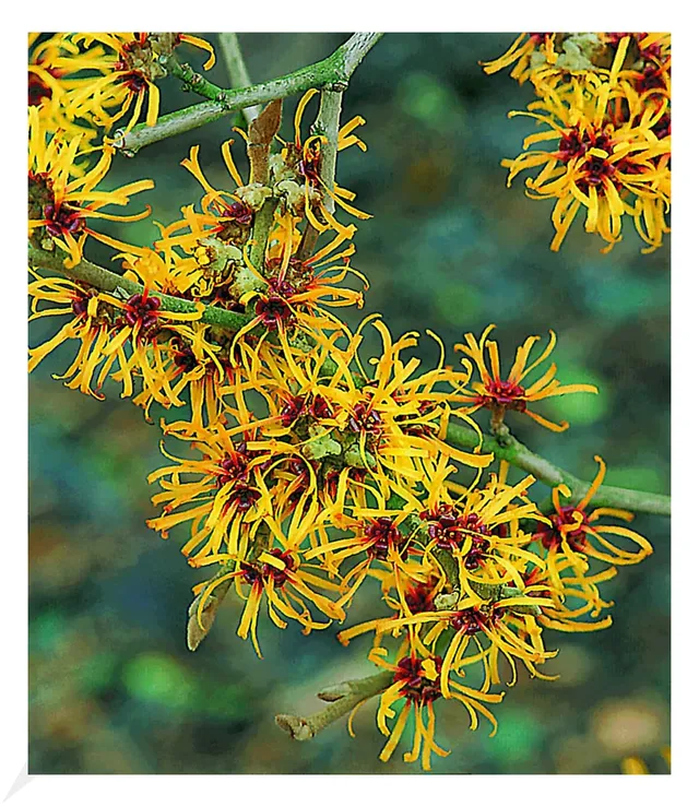 baldur-garten-zaubernuss-hamamelis-mollis-pallida-3-liter image 1