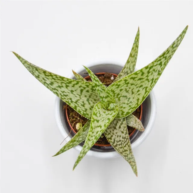 pasiora-aloe-rauhii-snowflake-sukkulente-5-5cm-topf image 1