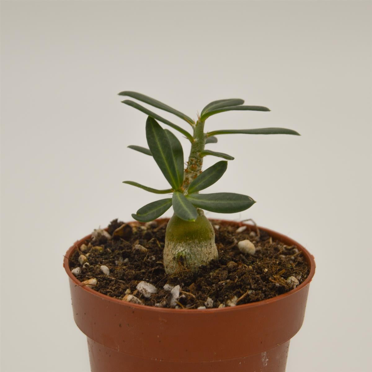 pasiora-pachypodium-succulentum-sukkulente-8-5cm image 1