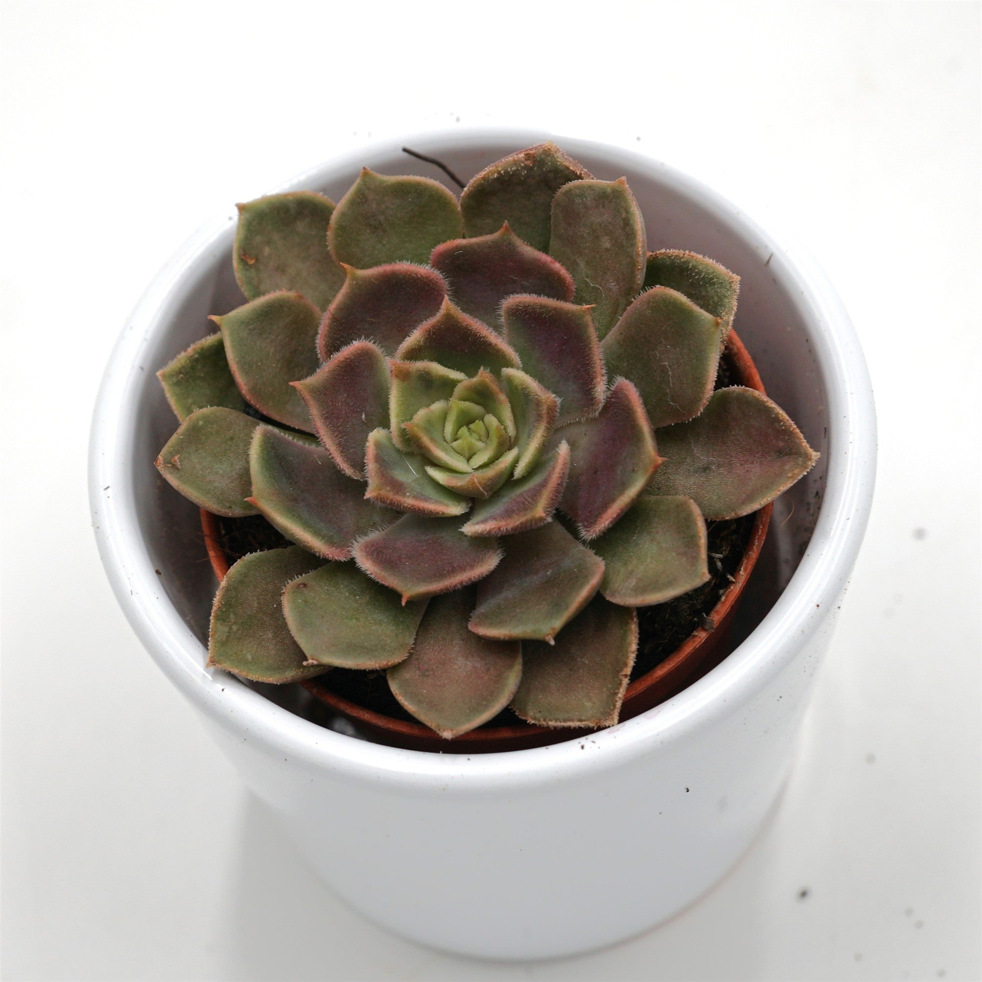 pasiora-echeveria-brown-rose-sukkulente-5-5cm-topf image 2