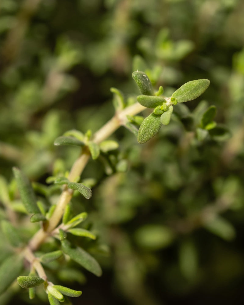 feey-echter-thymian-thymus-vulgaris-kr-uterpflanze image 4