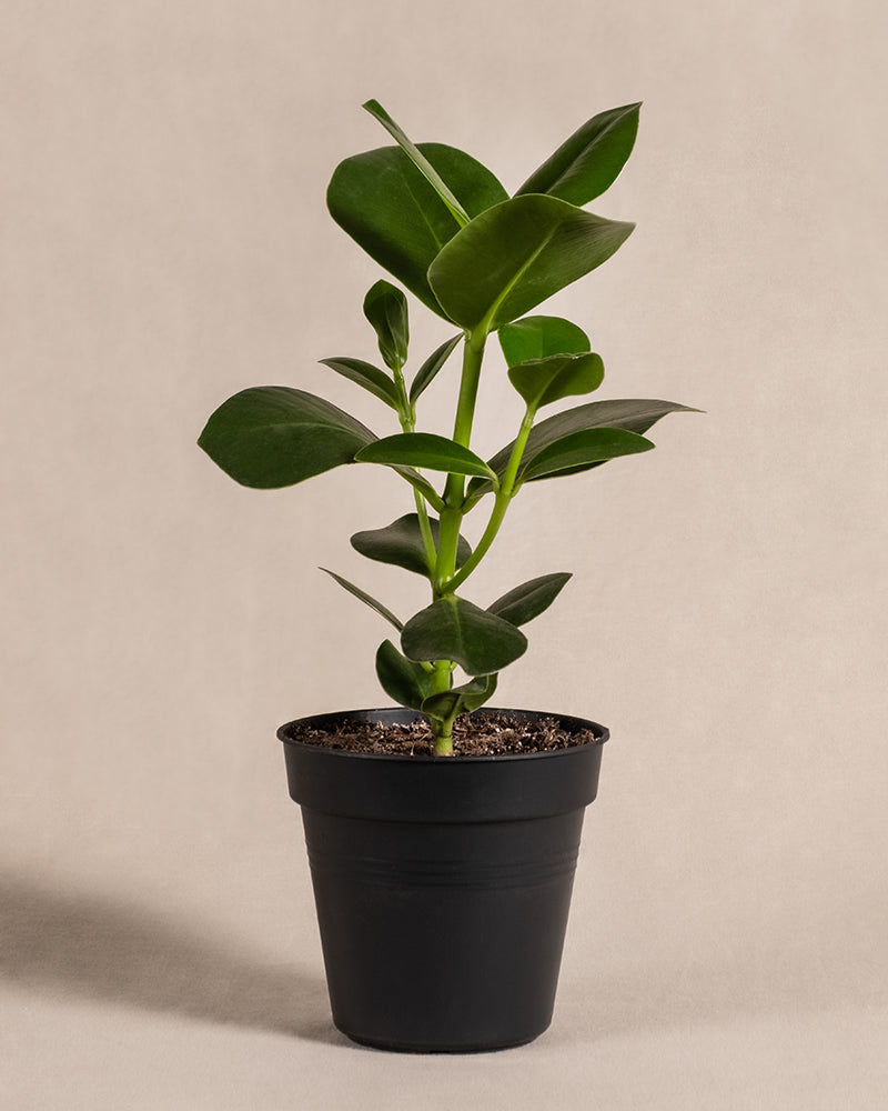 feey-clusia-rosea-princess-balsamapfel-klein-im-topf image 3