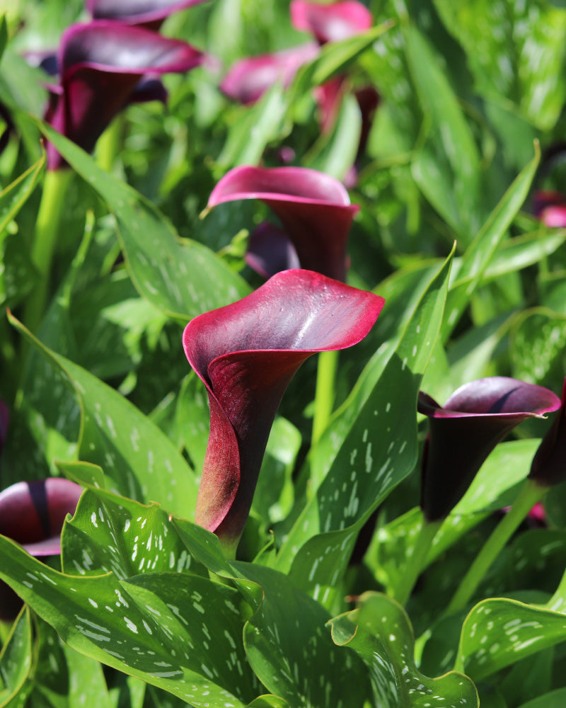feey-calla-violett-zantedeschia-rhizome-au-enpflanze-bis-1-m image 2