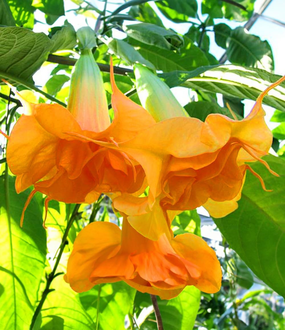 baldur-garten-engelstrompete-sunexplosion-1-pflanze image 1