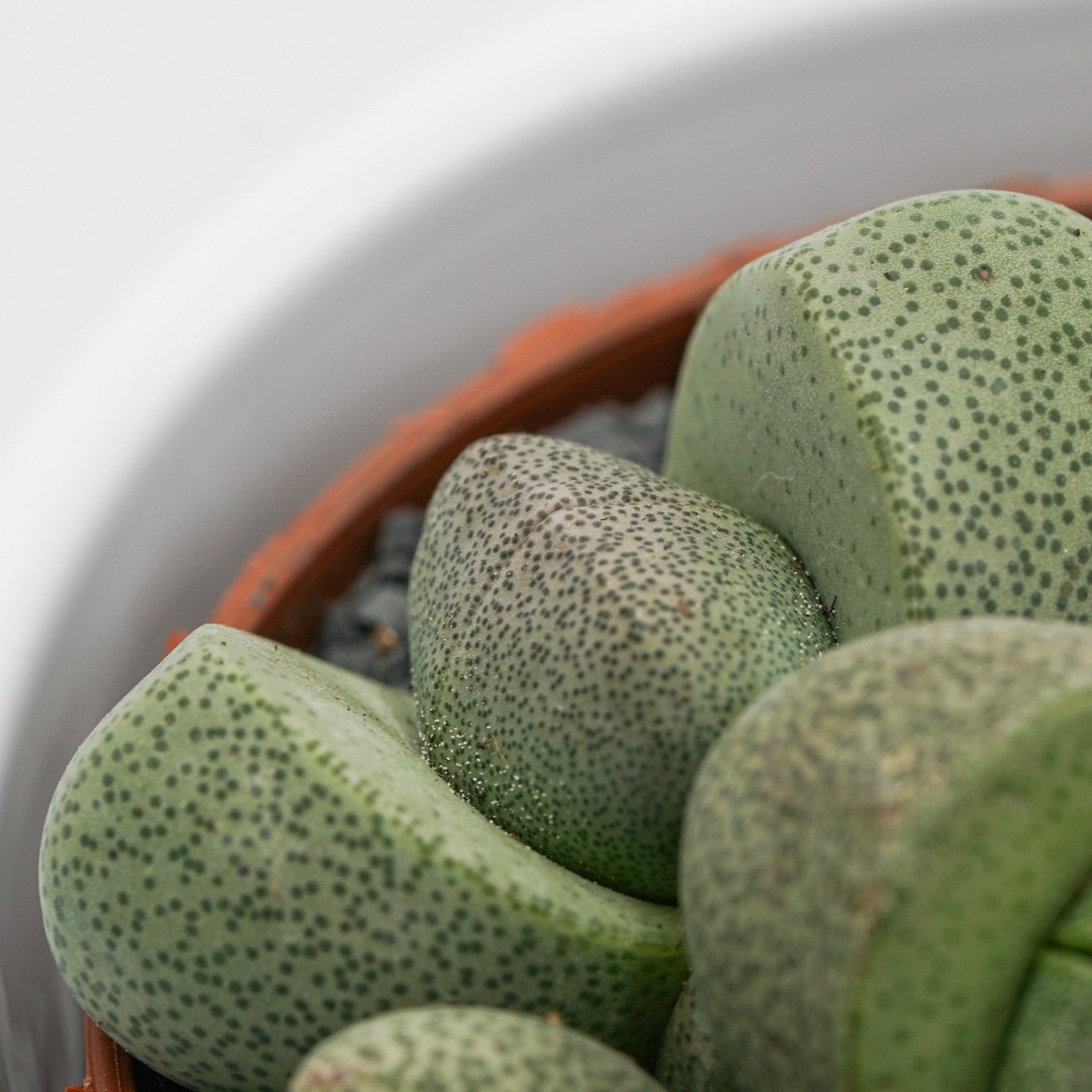 pasiora-pleiospilos-nelii-lebender-stein-8-5cm-topf image 7