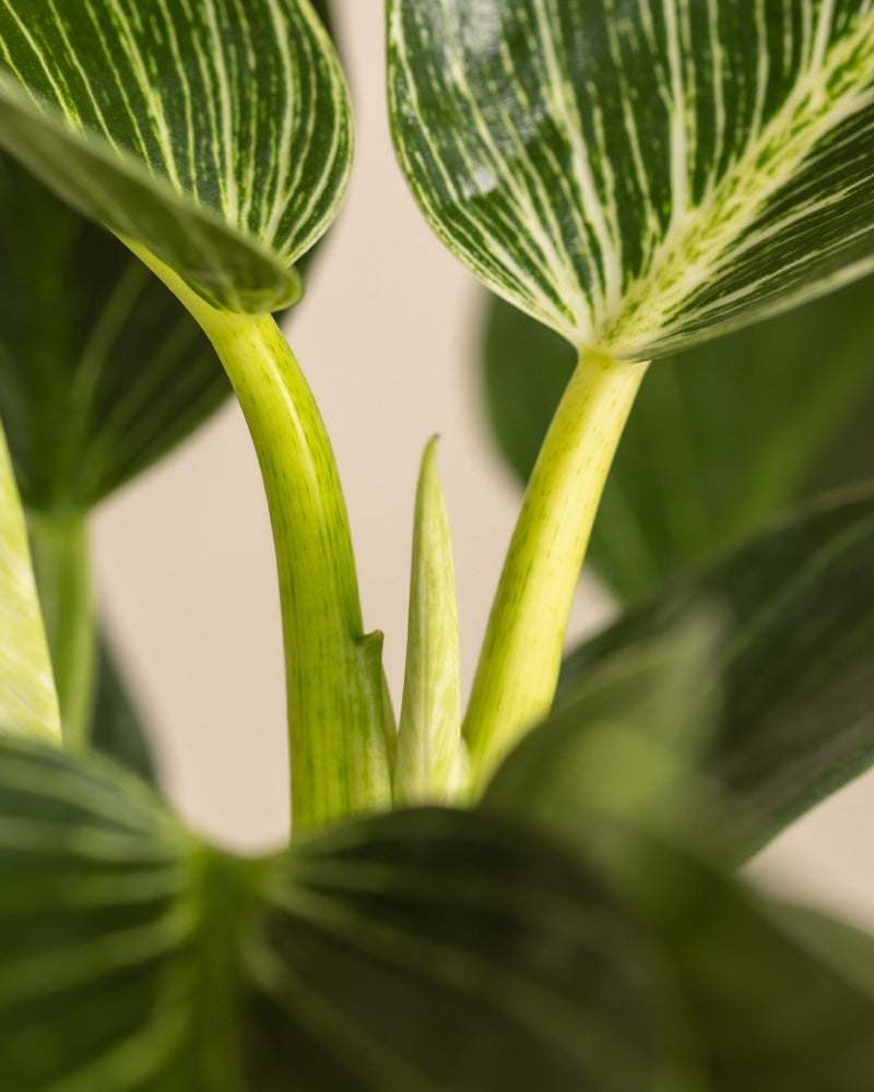 feey-philodendron-birkin-white-measure-zimmerpflanze image 8