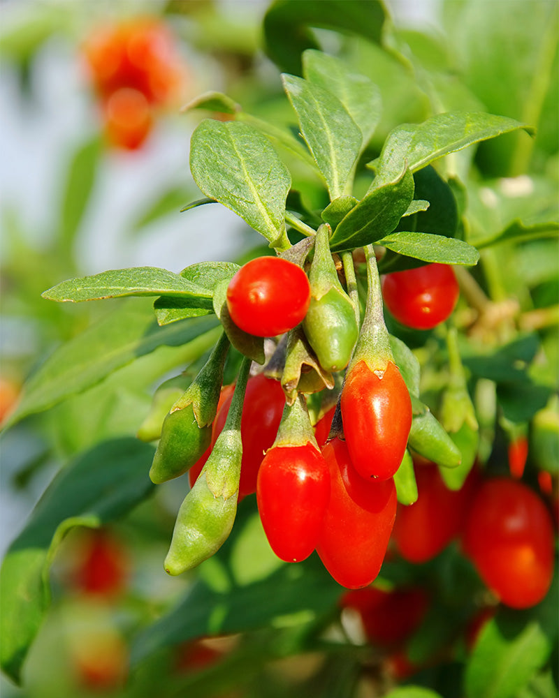 feey-goji-beere-lycium-barbarum-au-enstrauch image 2
