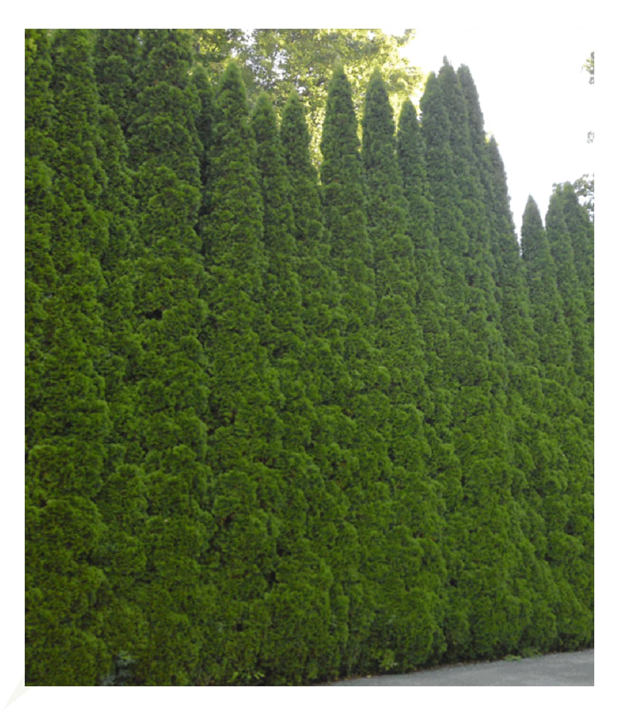 baldur-garten-10x-thuja-smaragd-lebensbaum-hecke-im-9x9-cm-topf image 5