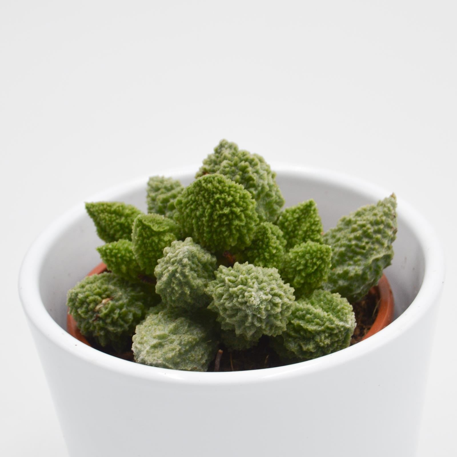 pasiora-adromischus-marianiae-lime-drops-sukkulente-8-5cm image 3