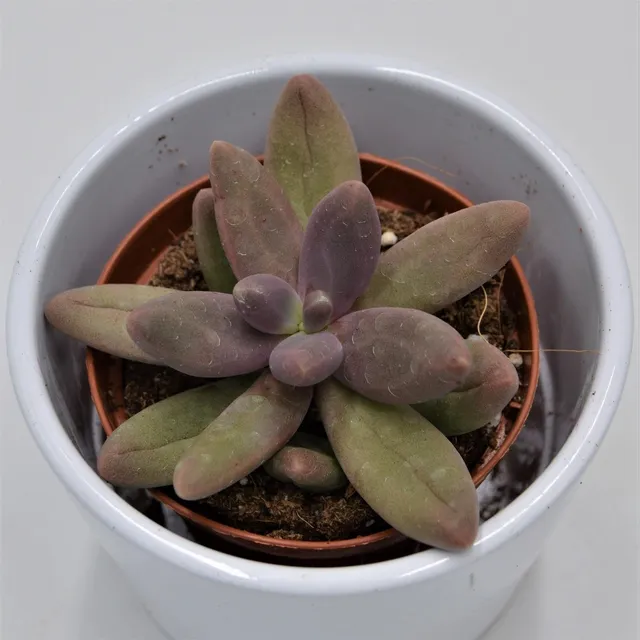 pasiora-pachyphytum-captain-jessop-sukkulente-8-5-cm image 1