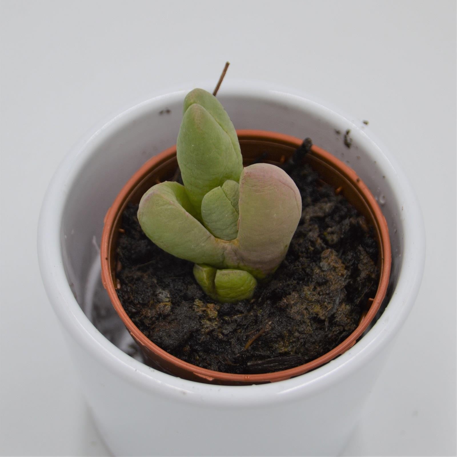 pasiora-glottiphyllum-vanheerda-sukkulente-5-5-cm image 1