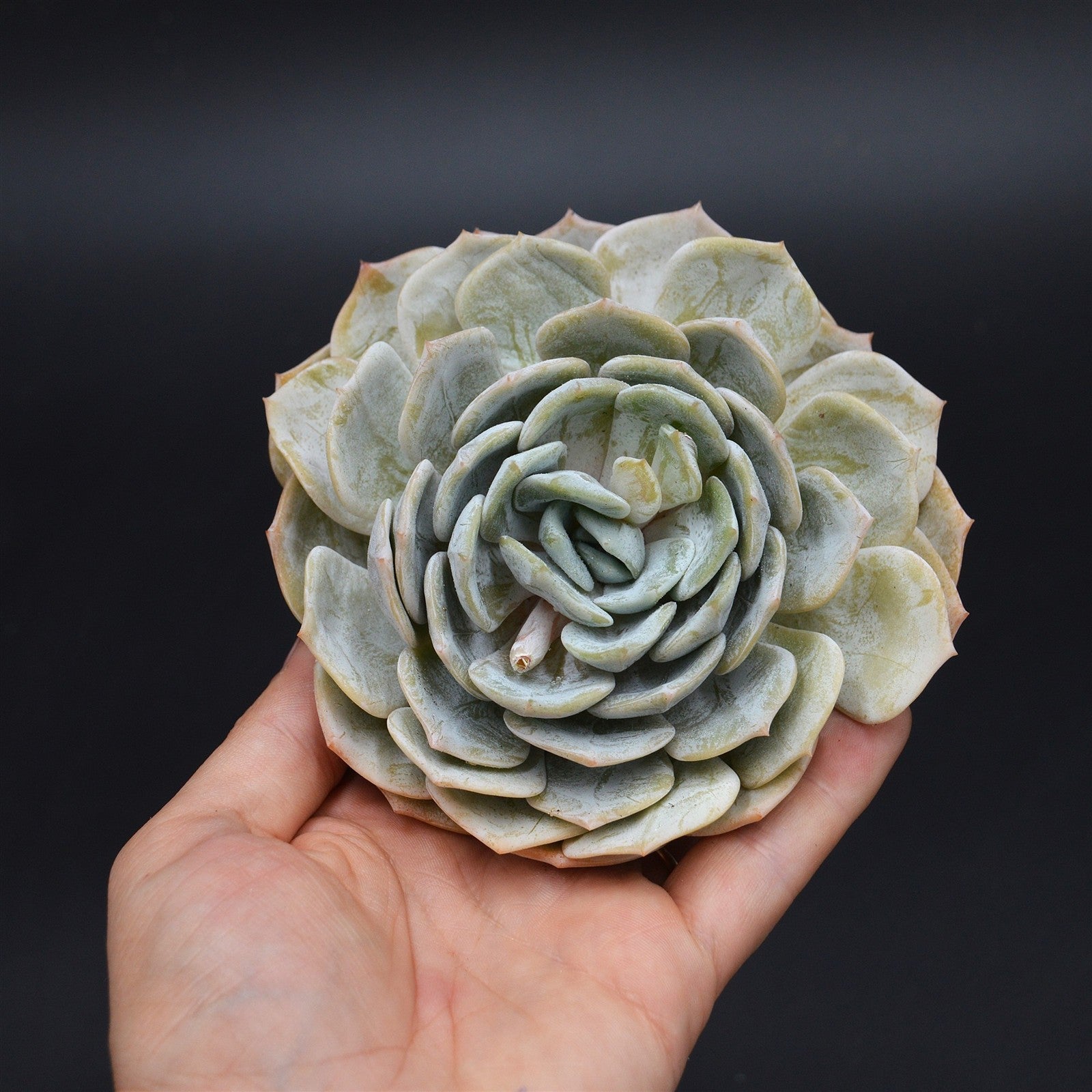 pasiora-echeveria-laui-hybrid-steckling-rarit-t-einzelst-ck image 1