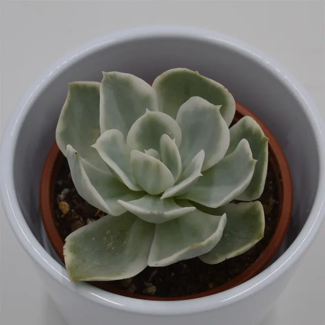 pasiora-echeveria-lemon-lime-f-variegata-sukkulente-8-5cm image 1