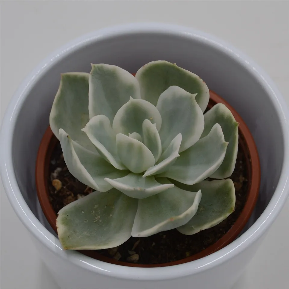 pasiora-echeveria-lemon-lime-f-variegata-sukkulente-8-5cm image 1