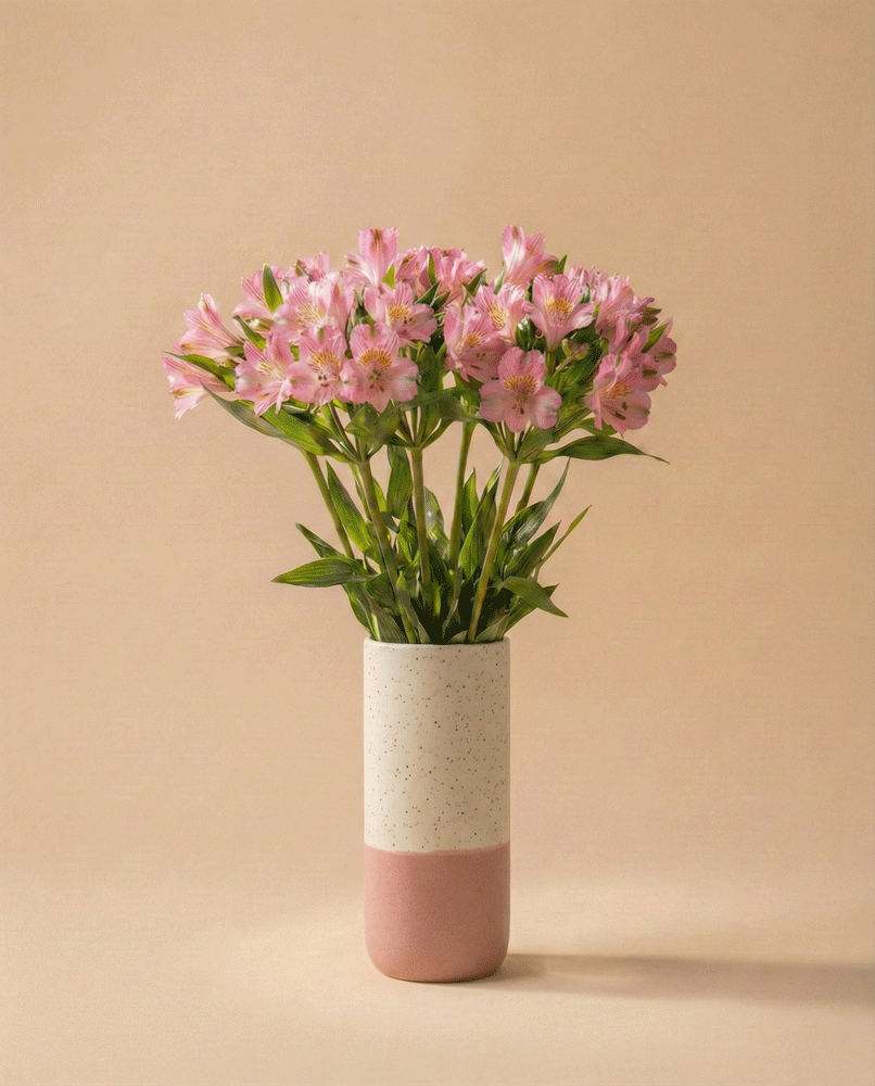 feey-alstroemeria-rosa-schnittblumen image 4