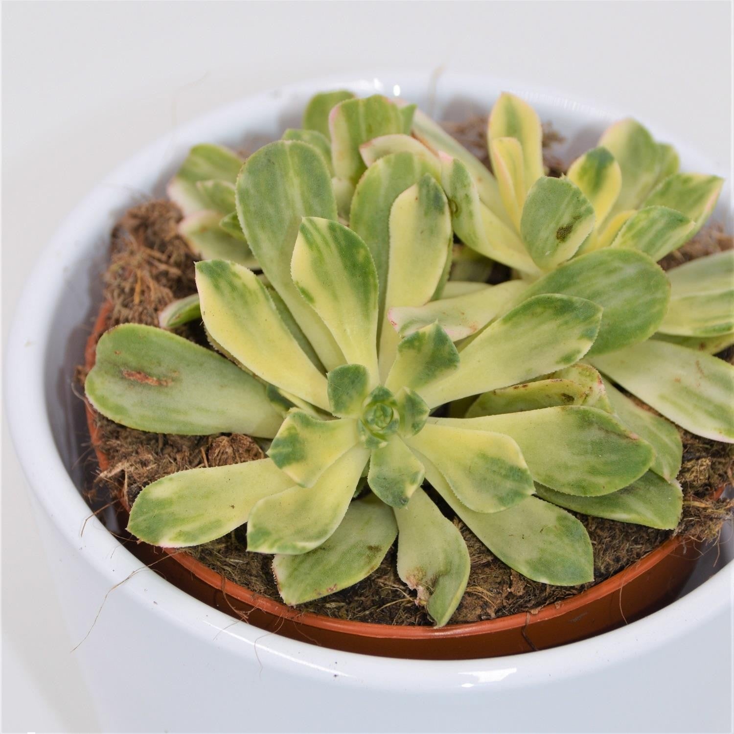 pasiora-aeonium-domesticum-f-variegata-8-5cm image 1