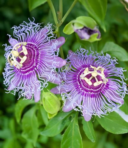 baldur-garten-winterharte-passionsblume-cooltropics-eia-popeia-kletterpflanze image 5
