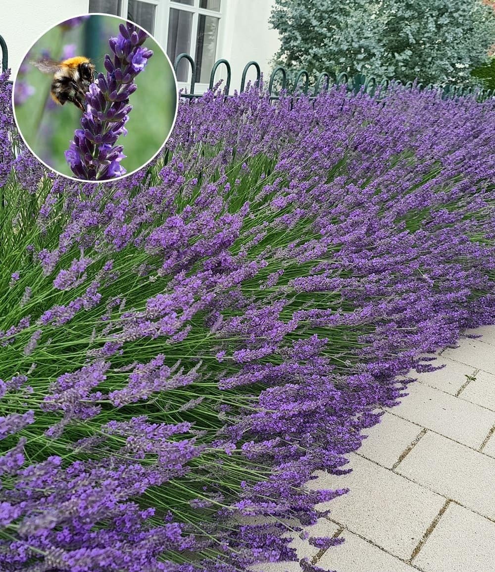 baldur-garten-lavendel-phenomenal-duftlavendel-3x-im-9x9-cm-topf image 2