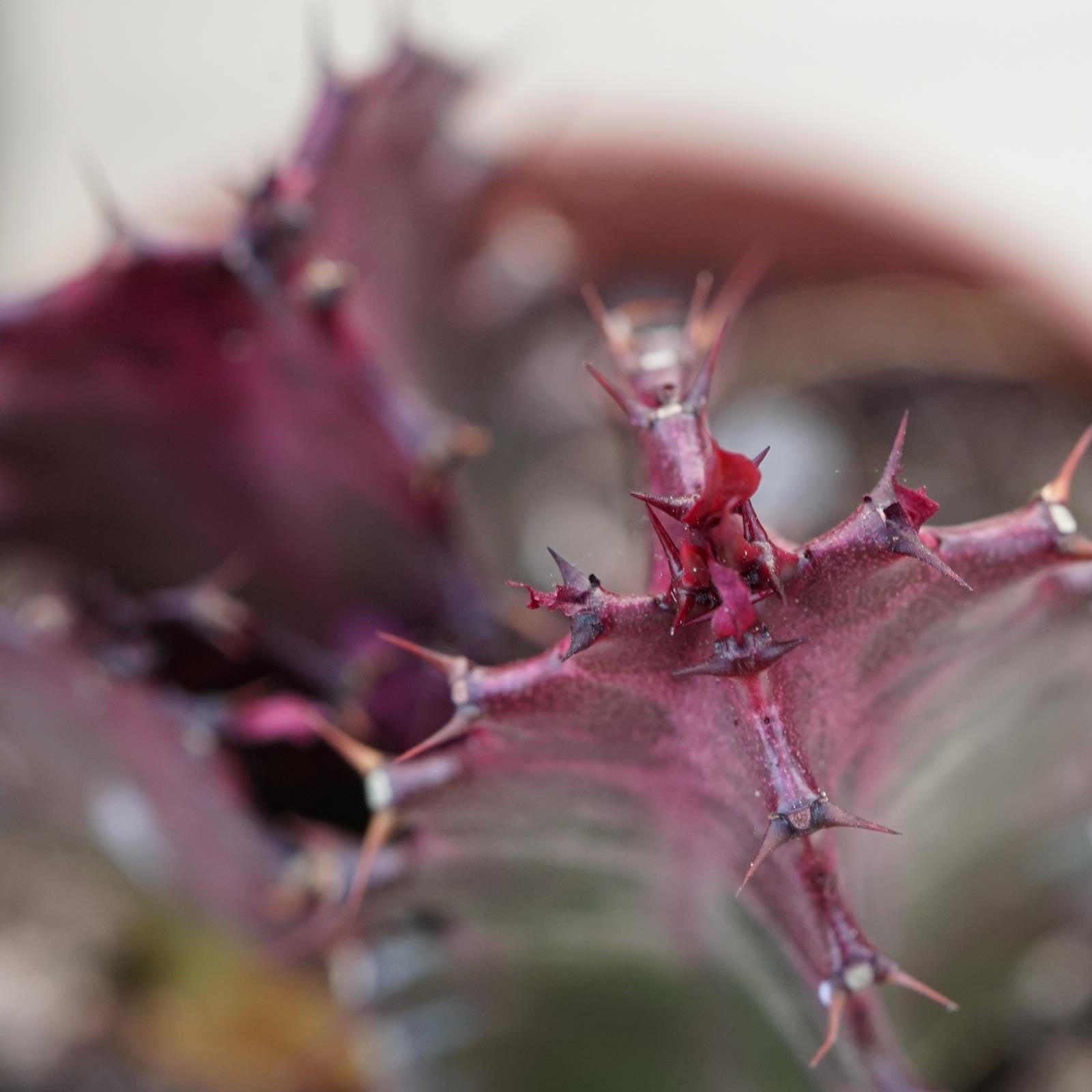 pasiora-euphorbia-trigona-rubra-sukkulente-5-5-cm-topf image 5