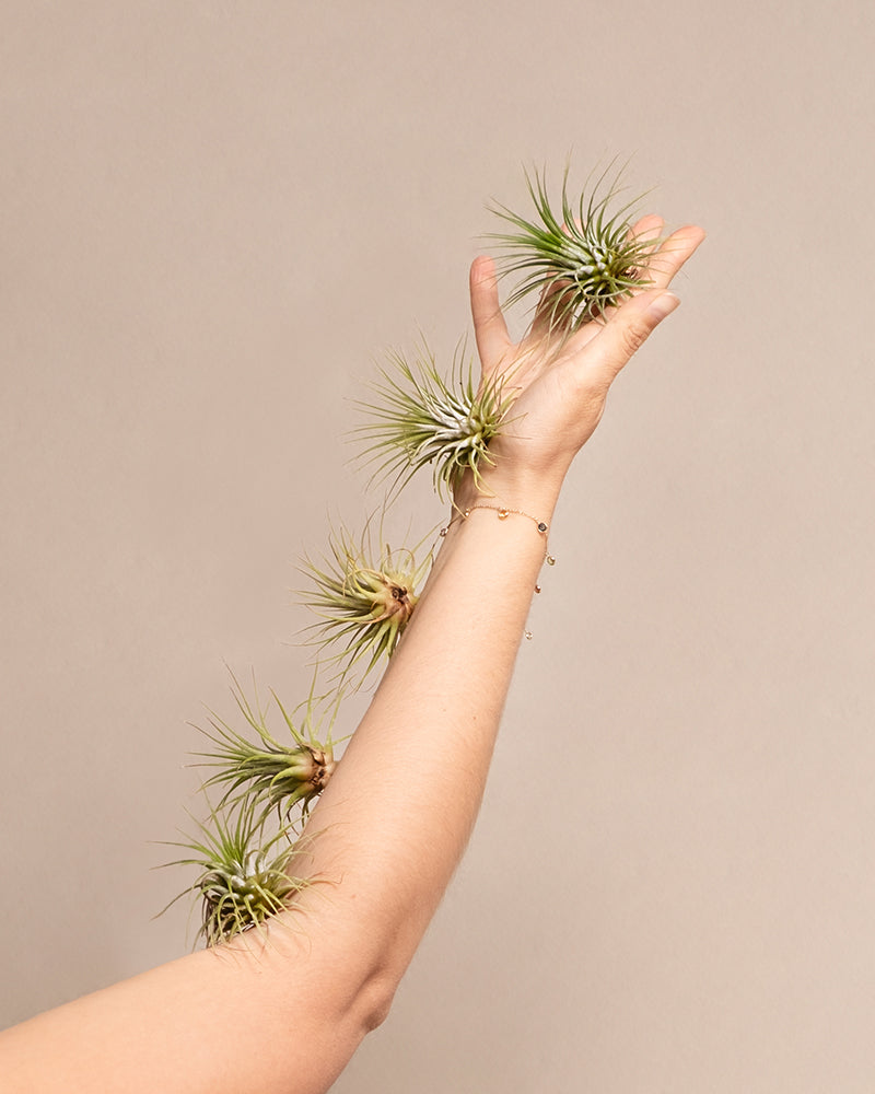 feey-luftpflanzen-tillandsia-ionantha-rubra-5er-set-klein image 5