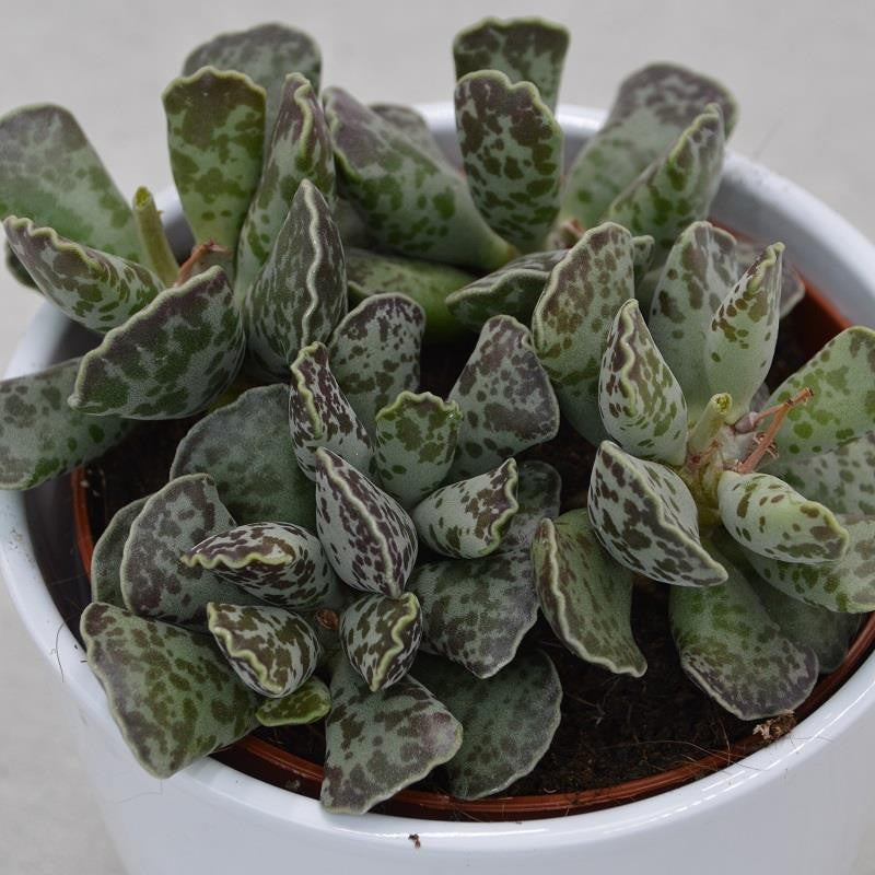 pasiora-adromischus-cooperi-kiebitzei-sukkulente-12-cm image 2