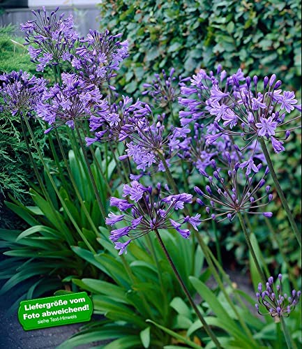baldur-garten-agapanthus-blue-4-knollen-gr-e-i image 6