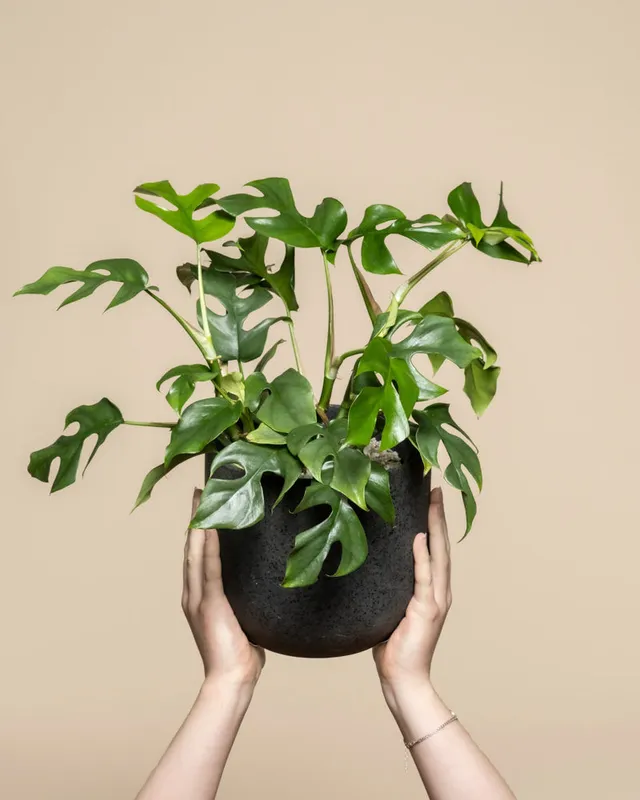 feey-monstera-minima-rhaphidophora-tetrasperma-zimmerpflanze image 1