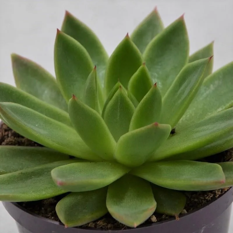 pasiora-echeveria-agavoides-miranda-sukkulente-im-10-5cm-topf image 1