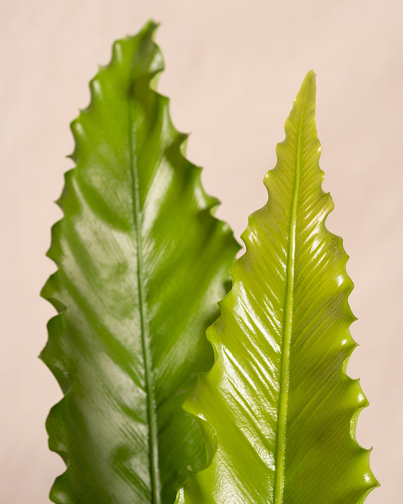 feey-gewellter-nestfarn-asplenium-nidus-zimmerpflanze-mittel image 2