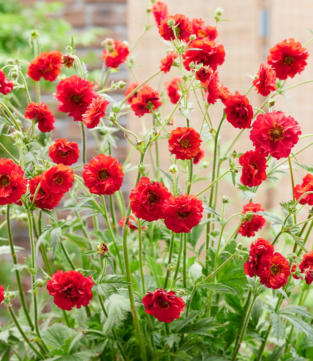 baldur-garten-geum-firestarter-nelkenwurz-im-9x9-cm-topf image 5