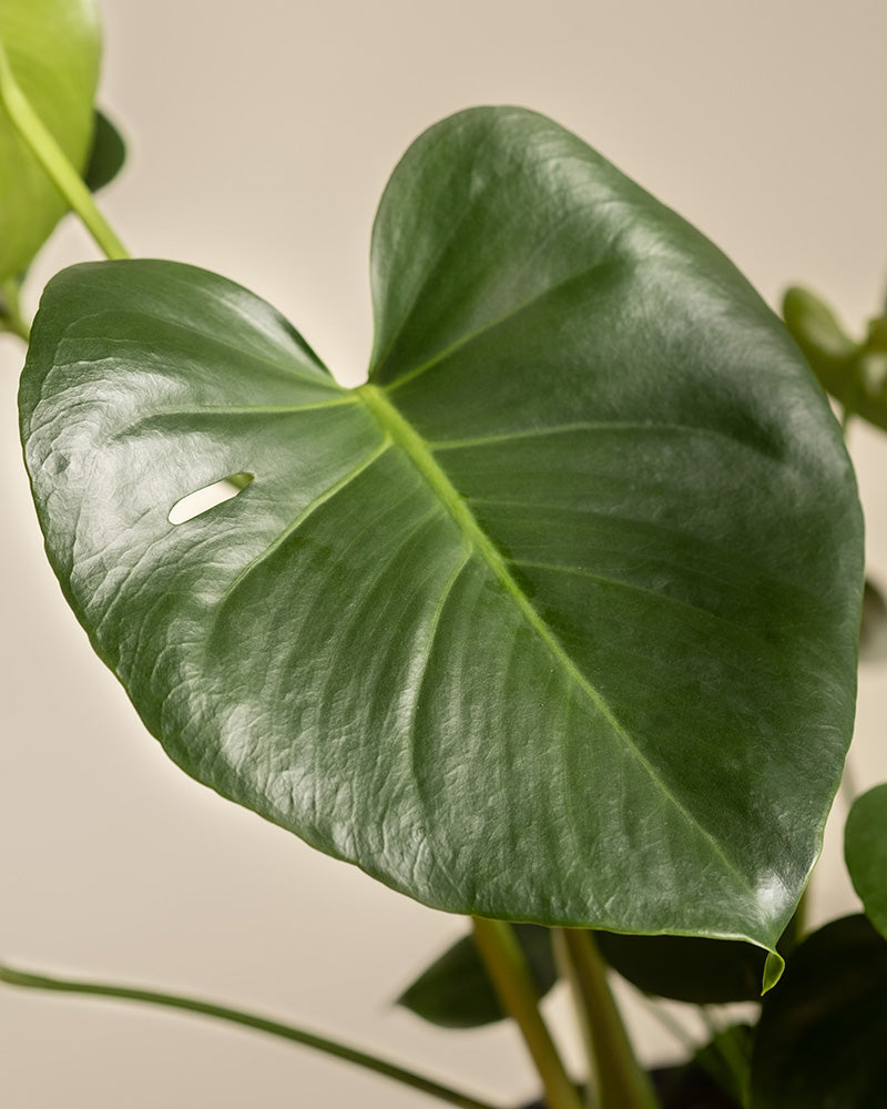 feey-gro-e-monstera-deliciosa-fensterblatt-zimmerpflanze image 8