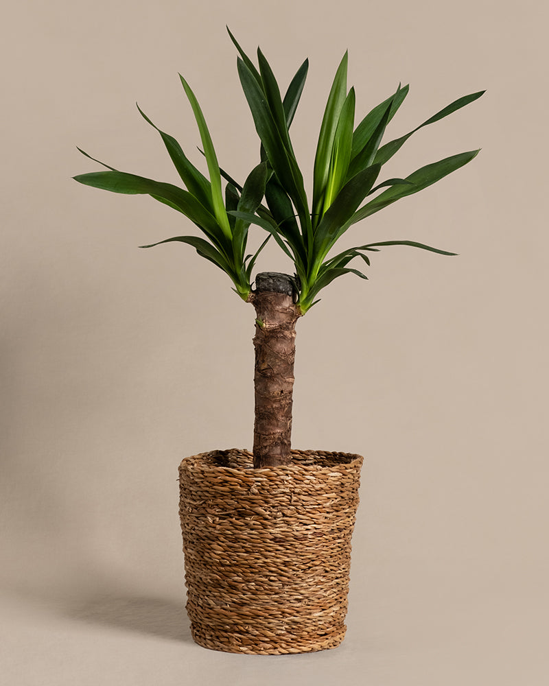 feey-kleine-yucca-yucca-elephantipes-zimmerpflanze image 7