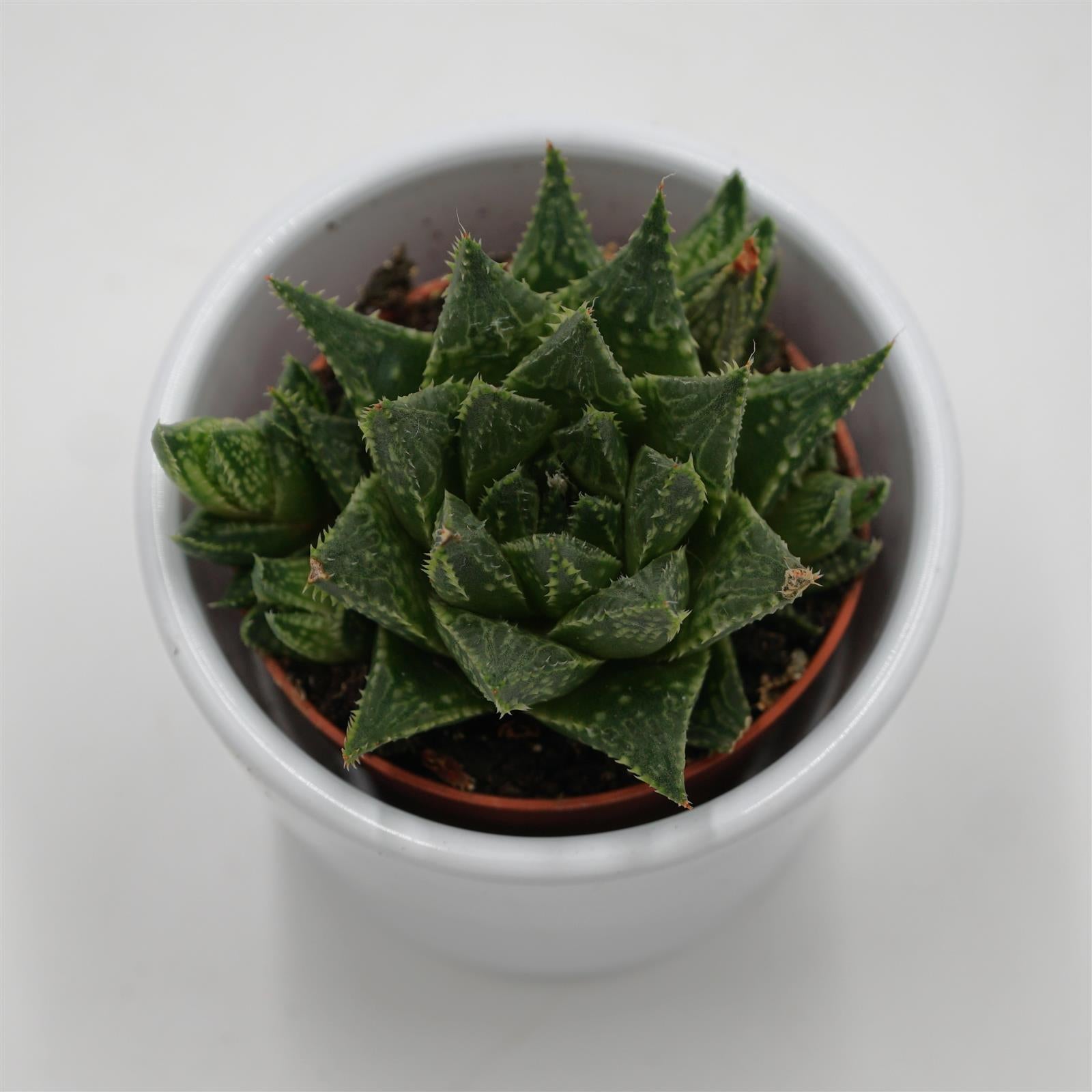 pasiora-haworthia-retusa-white-ghost-sukkulente-5-5cm image 4