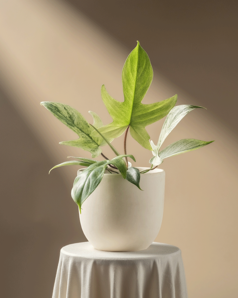 feey-philodendron-florida-ghost-rarit-t image 6