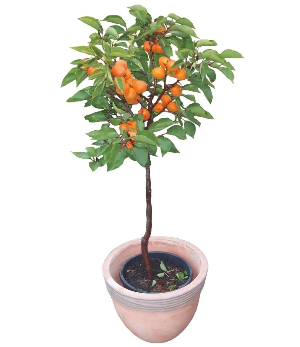 baldur-garten-aprikose-compacta-super-compact-obstpflanze-im-3-liter-topf image 2